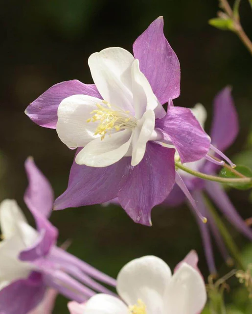 WCS Columbine - McKana's Giant Mix