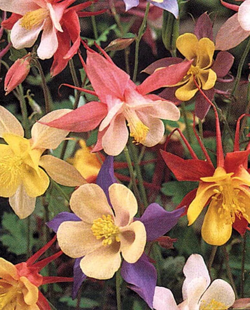 WCS Columbine - McKana's Giant Mix