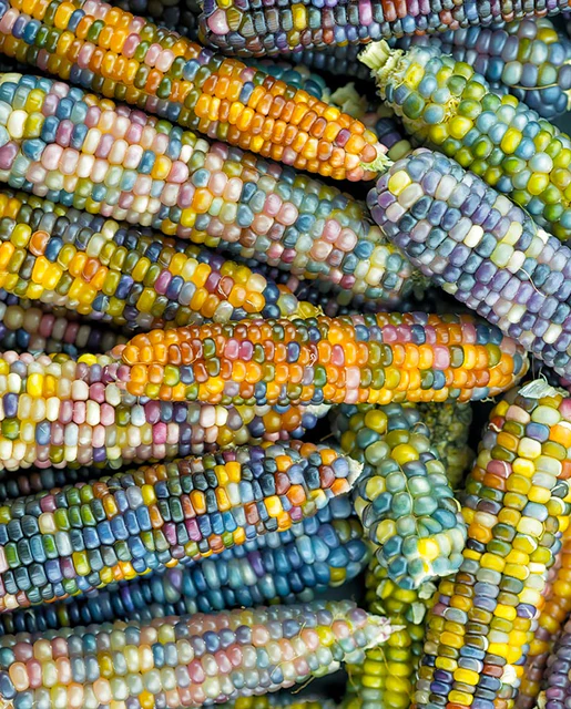 WCS Corn - Glass Gem Certified Organic