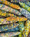 WCS Corn - Glass Gem Certified Organic