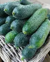 WCS Cucumbers - Anya