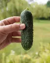 WCS Cucumbers - Anya