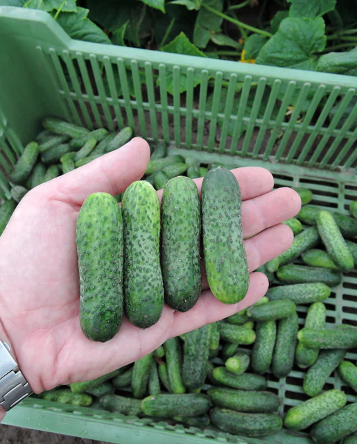 WCS Cucumbers - Anya
