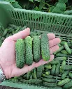 WCS Cucumbers - Anya