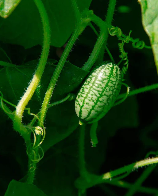 WCS Cucumbers - Cucamelon