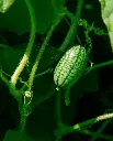 WCS Cucumbers - Cucamelon