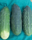 WCS Cucumbers - Homemade Pickles