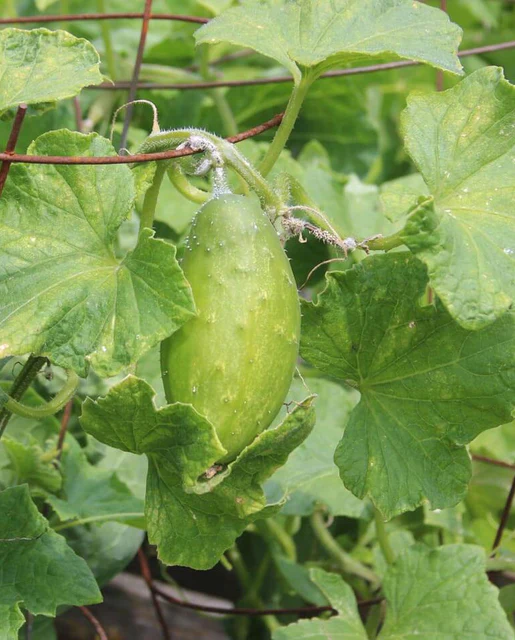 WCS Cucumbers - Homemade Pickles