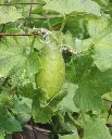 WCS Cucumbers - Homemade Pickles