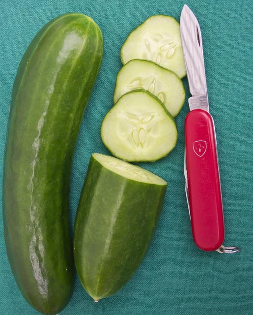 WCS Cucumbers - Mercury