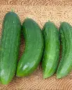 WCS Cucumbers - Mercury