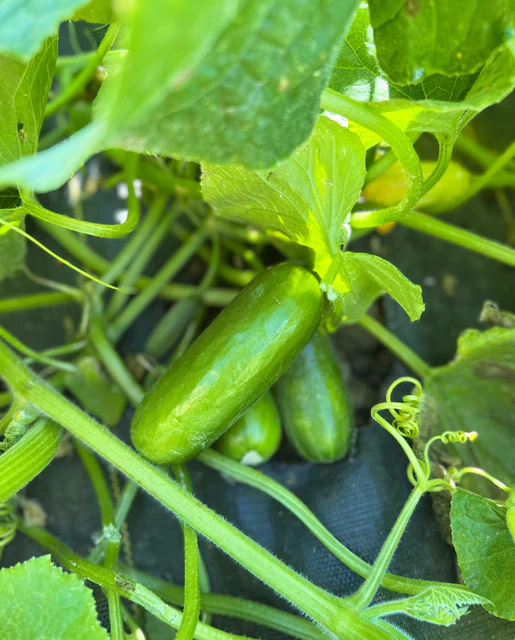 WCS Cucumbers - Mini-Me Certified Organic 