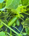 WCS Cucumbers - Mini-Me Certified Organic 