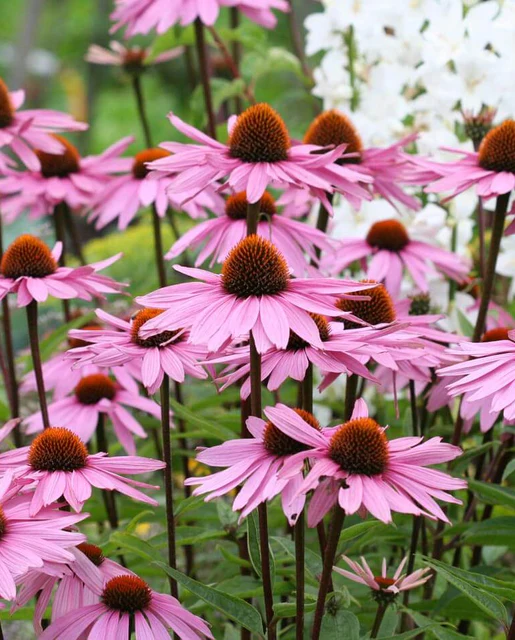 WCS Echinacea - Coneflowers Purple
