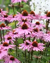 WCS Echinacea - Coneflowers Purple