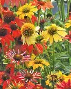 WCS Echinacea - Echinachea Cheyenne Spirit Mix (10 Seeds)