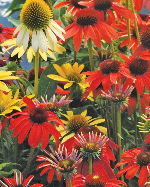 WCS Echinacea - Echinachea Cheyenne Spirit Mix (10 Seeds)