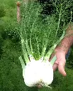 WCS Fennel - Preludio Certified Organic