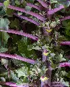WCS Kale - Autumn Star Kalette 
