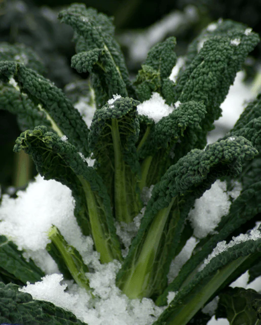 WCS Kale - Black Magic Certified Organic