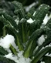 WCS Kale - Black Magic Certified Organic