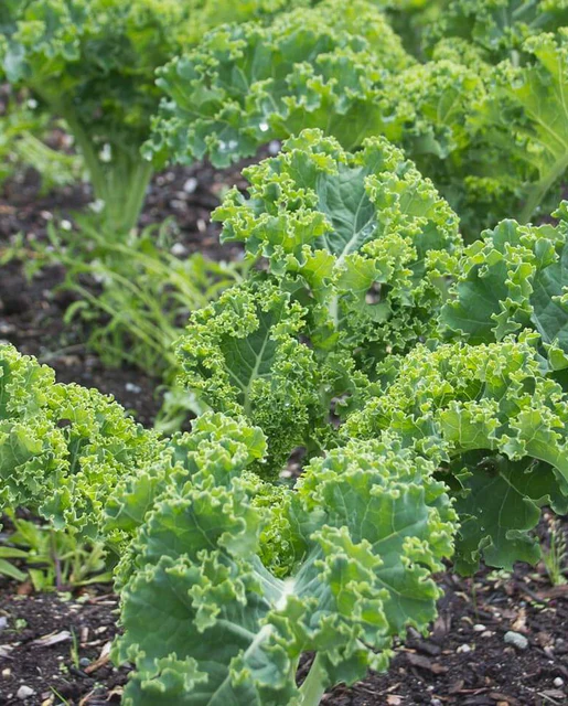 WCS Kale - Winterbor