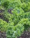 WCS Kale - Winterbor