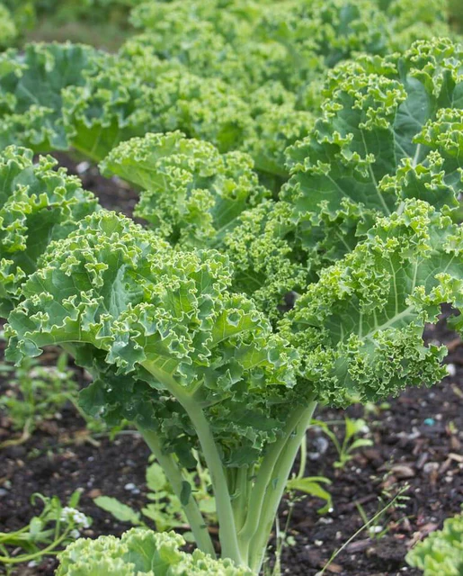 WCS Kale - Winterbor