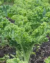 WCS Kale - Winterbor