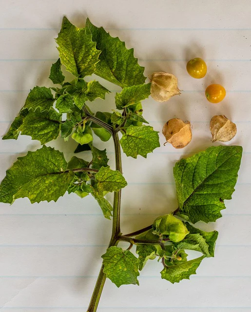 WCS Tomatillo - Aunt Molly's
