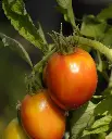 WCS Tomatoes - Amish Paste Roma Certified Organic