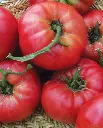 WCS Tomatoes - Mortgage Lifter Certified Organic