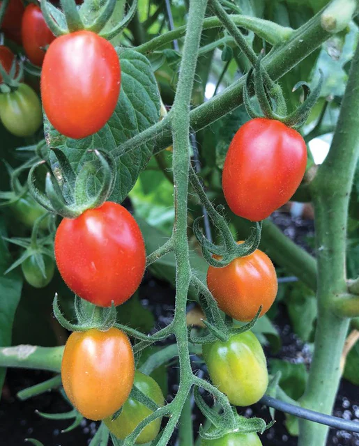 WCS Tomatoes - Principe Borghese Roma