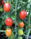 WCS Tomatoes - Principe Borghese Roma