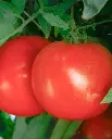 WCS Tomatoes - Roadster