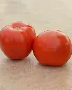 WCS Tomatoes - Roadster