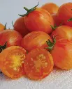 WCS Tomatoes - Sunrise Bumble Bee Certified Organic