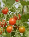WCS Tomatoes - Sweet Million Cherry