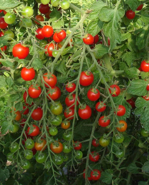 WCS Tomatoes - Sweet Million Cherry