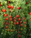 WCS Tomatoes - Sweet Million Cherry