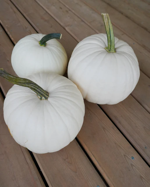 WCS Pumpkins - Blanco
