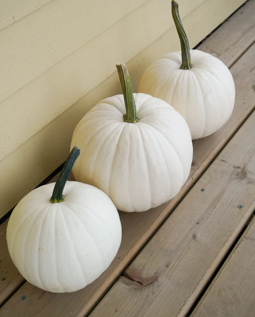WCS Pumpkins - Blanco