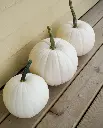 WCS Pumpkins - Blanco