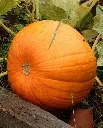 WCS Pumpkins - Jack of All Trades
