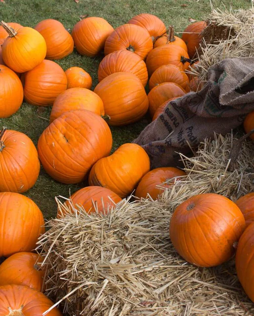 WCS Pumpkins - Jack of All Trades