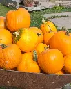 WCS Pumpkins - Jack of All Trades