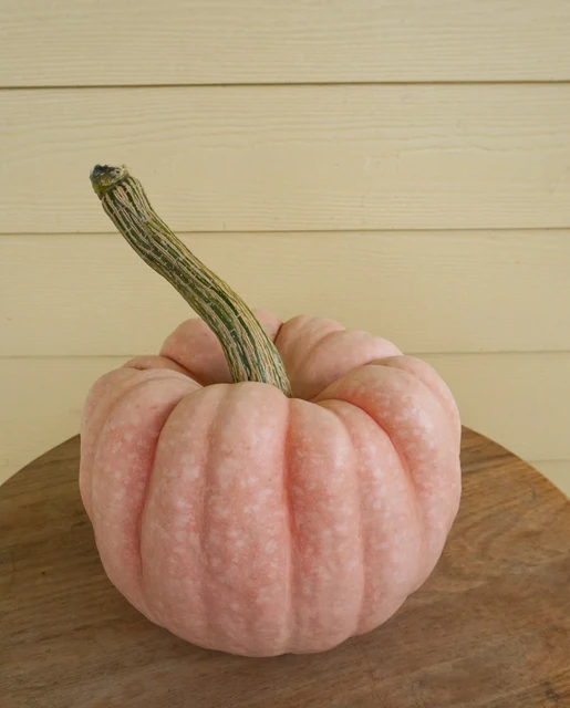 WCS Pumpkins - Porcelain Princess