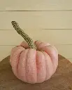 WCS Pumpkins - Porcelain Princess