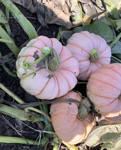 WCS Pumpkins - Porcelain Princess