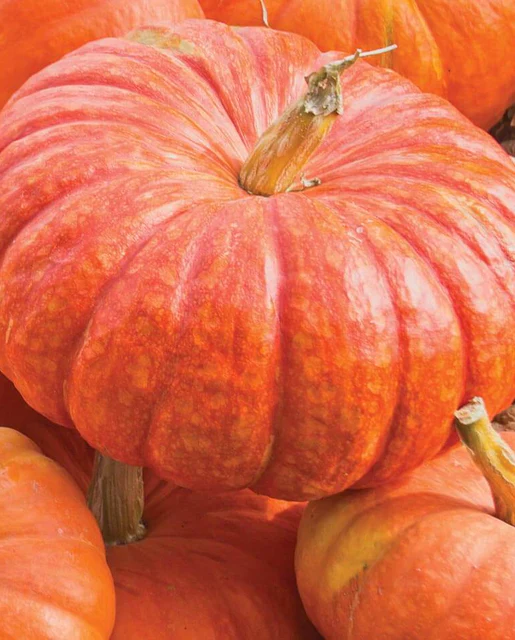 WCS Pumpkins - Rouge Vif d'Etampes